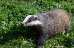 Close-up Shot Of An European Badger Stock Photo