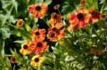 Alnwick, Northumberland/uk - August 19 : Flowers On Display In A Stock Photo