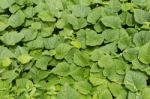 Green Leaf In Sunny Day Light Background Stock Photo