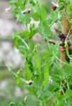 Sugar Pea Vegetable Garden Stock Photo