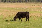 Cows Grazing In The Green Argentine Countryside Stock Photo