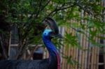 Cassowary Close Up Stock Photo