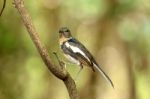 Juvenile Female Oriental Magpie-robin Stock Photo