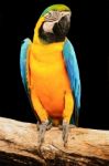 Macaw Stock Photo