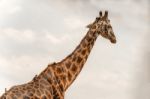 Giraffe In Serengeti Stock Photo