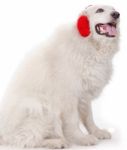 White Severe With Red Ear Muff Stock Photo