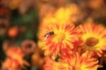 Bee Gathering Pollen On Yellow Flower On Meadow Stock Photo