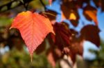 Close-up Acer Rufinerve Snake-bark Maple Leaf Stock Photo