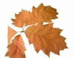 Autumn Leaves Stock Photo