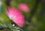 Pink Powderpuff Blooming ,albizzia Julibrissin Stock Photo