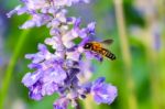 Bee With Purple Salvia Stock Photo