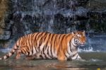 Tiger Walking In Water Stock Photo