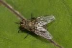 Fly On Top Of A Leaf Stock Photo