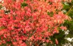 Red And Orange Leaves Of The Liquidambar Under The Autumn Rain Stock Photo