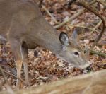 Image With A Deer Eating The Grass Stock Photo