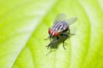 Insect Fly On Leaf Stock Photo