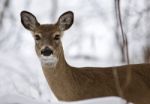 Beautiful Isolated Image With A Wild Deer In The Snowy Forest Stock Photo