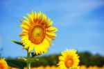 Sunflower With A Bright Sky Stock Photo