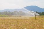 Tobacco Plantation Stock Photo