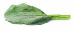 Chinese Broccoli On The White Background Stock Photo