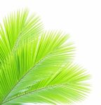 Coconut Leaf Isolated On White Background Stock Photo