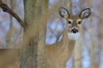 Beautiful Picture With A Cute Wild Deer Looking Into The Camera Stock Photo