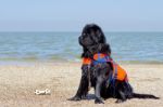 Portrait Of A Black Newfoundland Dog Stock Photo