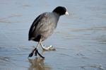 Coot (fulcia Atra) Gingerly Walking On The Ice At Warnham Nature Stock Photo