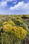 Wild Flowers On The Region Near Sagres, Portugal Stock Photo