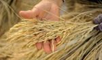 Farmer Hand Holding Jasmine Rice Stock Photo