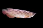 Arowana Fish ,dragonfish Stock Photo