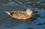 Cape Shoveler (anas Smithii) Stock Photo