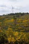 Spring Algarve Landscape Flora Stock Photo