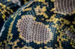 Reticulated Python (python Reticulatus) Skin Close Up In The Bio Stock Photo