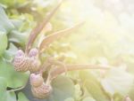 Aristolochia Ringens Vahl With Flare Light Stock Photo