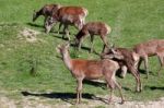 Herd Of Red Deer (cervus Elaphus) Stock Photo