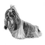 Shih Tzu Hand Drawn Stock Photo