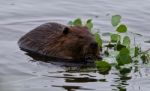 Beautiful Isolated Picture Of A Beaver Eating Leaves In The Lake Stock Photo