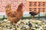 Hen And Chick Standing On Pebbles Stock Photo