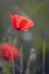 Poppy Stock Photo