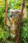 Koala By Itself In A Tree Stock Photo