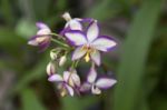 Beautiful White And Purple Orchid Stock Photo