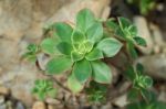 Succulent Plant Stock Photo