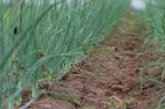 Plantation Of Onions In Greenhouse Organic Garden Stock Photo