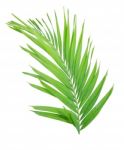 Green Palm Leaf Isolated On White Background Stock Photo