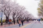 Seoul,korea - April 7 : Seoul Cherry Blossom Festival In Korea.tourists Taking Photos Of The Beautiful Scenery Around Seoul,korea On April 7,2015 Stock Photo