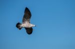 Seagull Bird In Flight Stock Photo