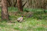 Pheasants Enjoying The Sunshine Stock Photo