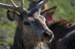 Red Deer (cervus Elaphus) Stock Photo