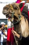 Medieval Camel Stock Photo